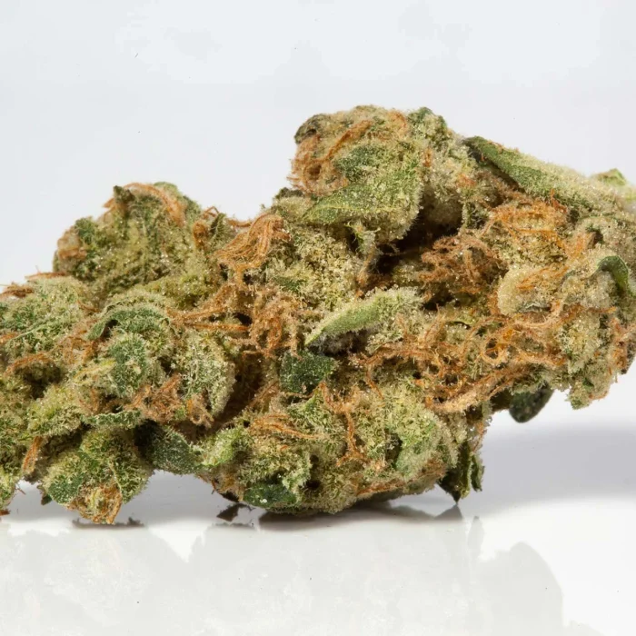 Red Congolese Strain