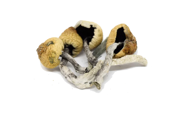 Buy Malabar magic Mushrooms Malabar magic Mushrooms