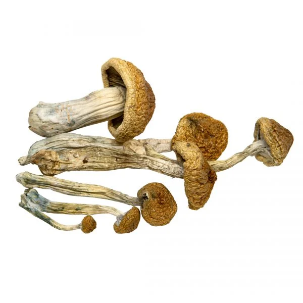 Buy Mckennaii Magic Mushrooms Mckennaii Magic Mushrooms