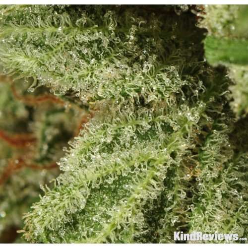 Buy Moby Dick / Oz Moby Dick / Oz