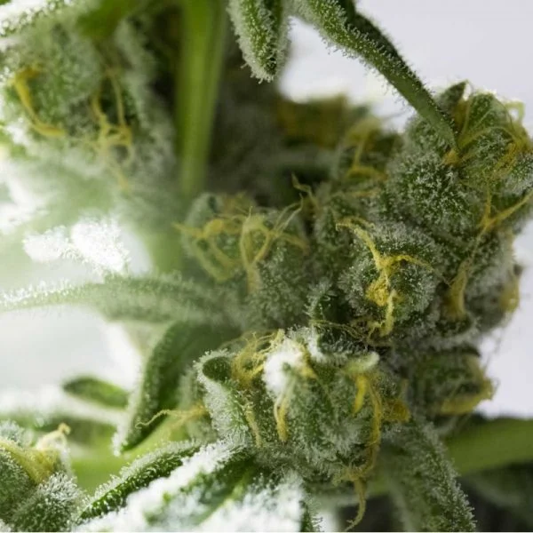 Buy OG Kush Autoflowering OG Kush Autoflowering