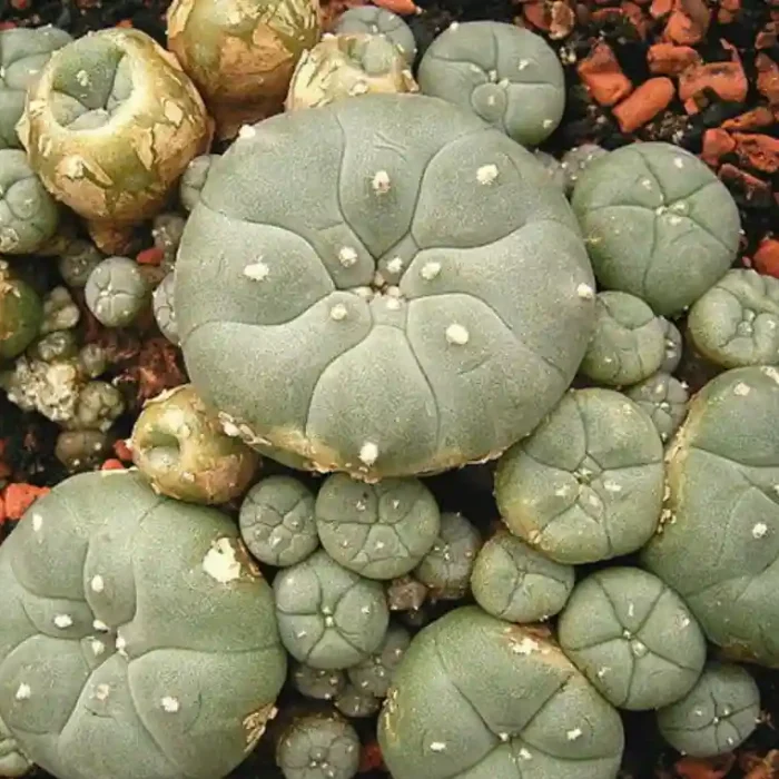 Mescaline Peyote Cactus