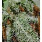 Oregon Grape / Oz