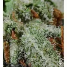 Pineapple Hashwreck / Oz