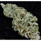 Oregon Grape / Oz
