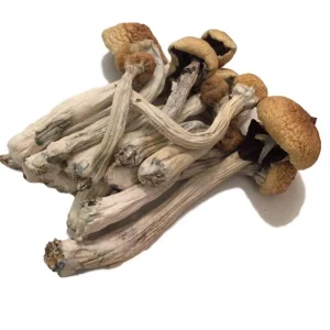 Mexicana Magic Mushroom