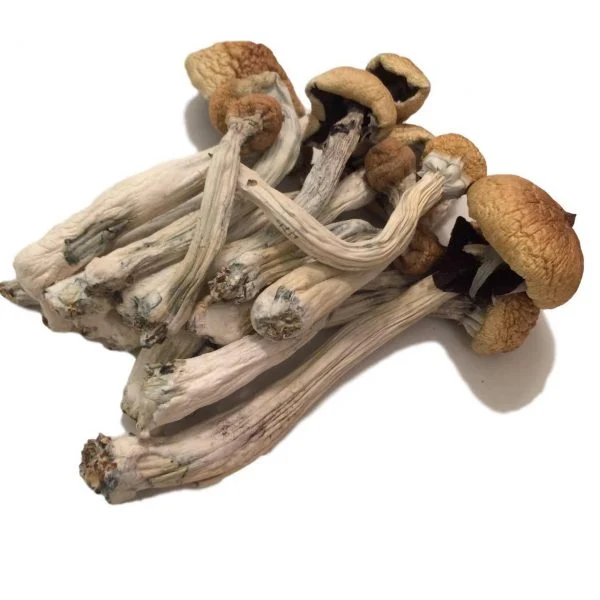 Buy Mexicana Magic Mushroom Mexicana Magic Mushroom