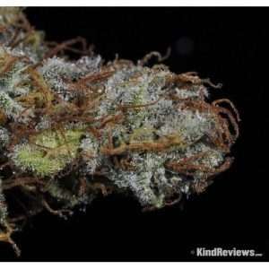 Romulan / Oz