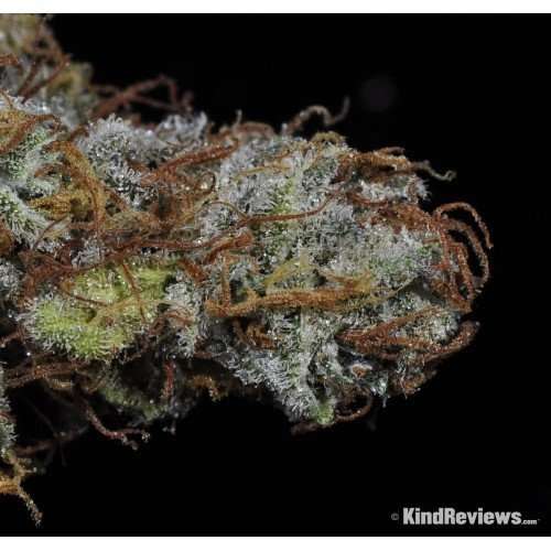 Buy Romulan / Oz Romulan / Oz