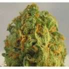 Super green Crack / Oz