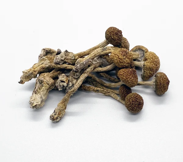 Buy Mexican Magic Mushrooms Mexican Magic Mushrooms