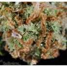 Snowcap / Oz