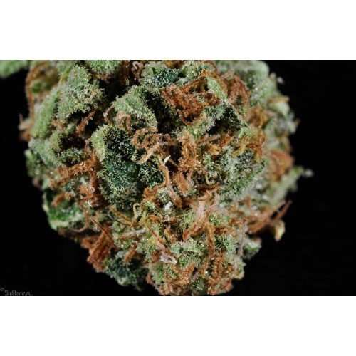 Buy Snowcap / Oz Snowcap / Oz