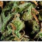 Strawberries Cough / Oz