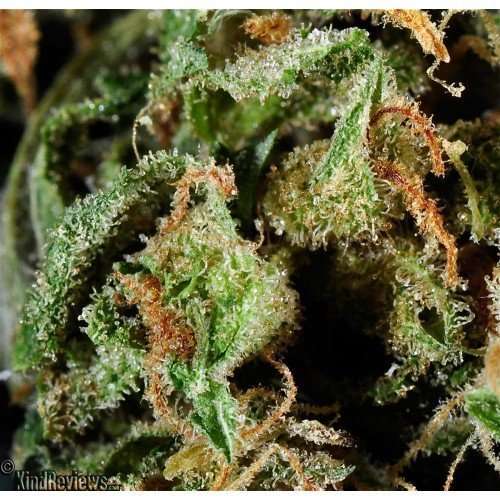 Buy Strawberries Cough / Oz Strawberries Cough / Oz