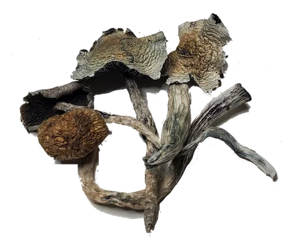 Buy Treasure Coast Mushrooms Treasure Coast Mushrooms