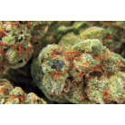 TNT OG / Oz