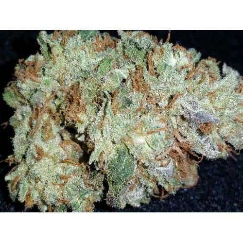 Buy Whitewidow / Oz Whitewidow / Oz