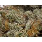 Whitewidow / Oz