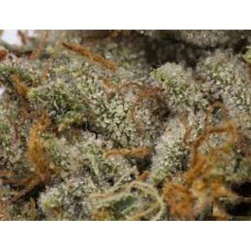 Buy Whitewidow / Oz Whitewidow / Oz