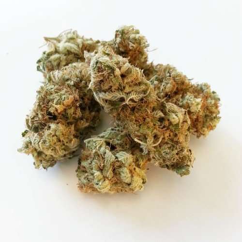 Buy Whitewidow / Oz Whitewidow / Oz